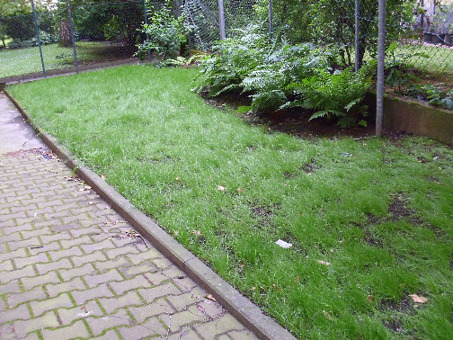 Rasen2-21.06.2013