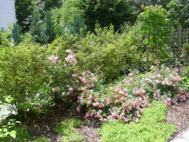 Rüsselsheim-Bodendeckerrosen-rosaJuli2012