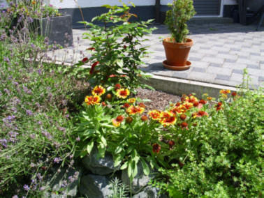 Rüsselsheim-KokardenblumeJuli2012