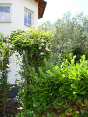 Rüsselsheim-WeißeClematisamEingangJuli2012